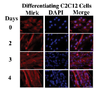 Fig 2:  Mirk becomes restricted to the cytoplasm during myogenesis. 