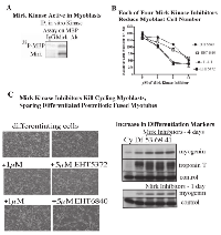 Fig 4:  Since Mirk kinase mediates myoblast survival during differentiation, a Mirk kinase inhibitor should kill  differentiating C2C12 myoblasts. 