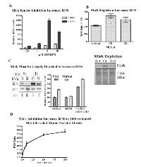 Fig 5:  ROS levels increased after Mirk depletion or Mirk kinase inhibition in differentiating C2C12 myoblasts, a  model for muscle fibers. 