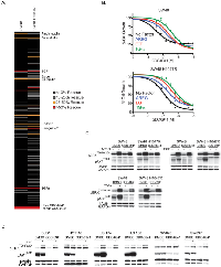 Figure 1: Characterization of the effects of secreted ligands on GDC-0941 potency. 