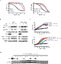 Figure 2:  Characterization of SW48 GDC-0941 resistant clones. 