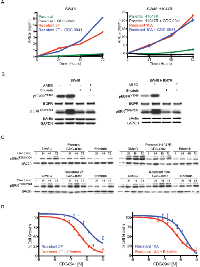 Figure 3:  GDC-0941 resistant clones secrete AREG and can be re-sensitized by EGFR inhibition. 