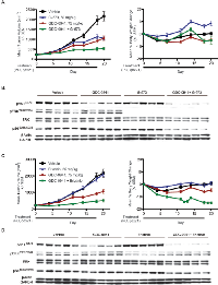 Figure 6:  Combination efficacy of PI3K and MEK inhibition in GDC-0941 resistant xenografts. 