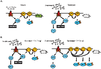 Figure 7:  Signaling changes that are observed with GDC-0941 resistance in SW48 cells. 