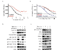 Figure 1: MCF7-ARO cells are sensitive to single agent and combination taselilsib and letrozole. 