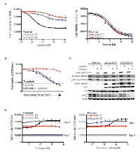 Figure 3:  Characterization of letrozole resistant cells. 