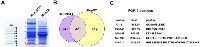 Figure 1: Secretome proteomic analysis of Hep293TT hepatoblastoma cells. 