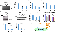 Figure 2:  FGF19 downregulation results in inhibition of hepatoblastoma proliferation. 