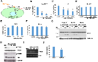 Figure 3:  FGF receptor kinase inhibitor LY2874455 suppresses hepatoblastoma proliferation. 
