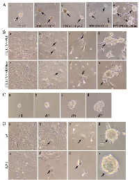 Figure 1: A. 