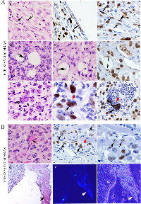 Figure 3:  A. 