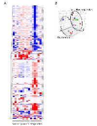 Figure 1: Comprehensive miRNA expression profiling of muscle invasive bladder cancer patients who responder versusdid not respond to platinum-based chemotherapy. 