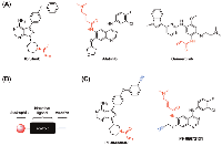Figure1: Examples of covalent kinase inhibitors and their alkyne derivatives. 
