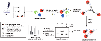 Figure 2:  A schematic representation of the procedure to enrich and identify cellular targets of covalent kinase  inhibitors. 