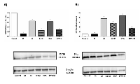 Figure 5:  Analysis of OCT4 and ER protein expression after treatment with melatonin, E2 and BPA. 