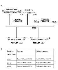 Figure 3:  Analysis of the MUC4 promoter. 