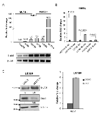 Figure 5:  Hath1 expression is associated with increased MUC4. 