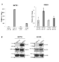 Figure 6:  Overexpression of Hath1 results in increased MUC4. 