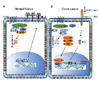 Figure 7:  A schematic representation of the findings of this study. 