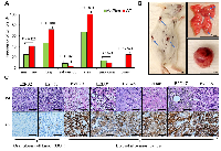 Figure 1: Frequency of DMBA-induced tumors in mice. 