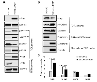 Figure 3:  The sfRon signaling pathway in ovarian cancer. 