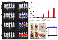 Figure 5:  The effects of sfRon expression in OVCAR3 cells in vivo. 