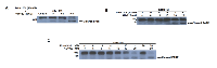 Figure 3:  Combined treatment of JAK2 and HSP90 inhibitors in Bcr-Abl+ IM-resistant cells induced apoptosis. 