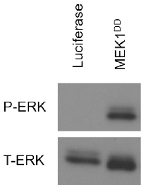 Figure 1: Example of pathway activating construct  activity validation. 