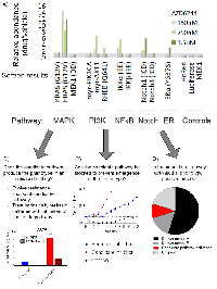 Figure 2:  Pathway activating screen results and example validation methods. 