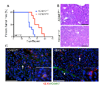 Figure 4:  Loss of leukocyte-specific ADAM17 leads to decreased mammary tumor onset. 
