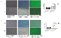 Figure 2:  The proliferation capacities of CD133+ liver cancer cells (including CD133+ Hep-3B and CD133+ PLC/ PRF/5) were enhanced when directly co-cultured with human umbilical vein endothelial cells (HUVEC). 