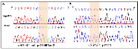 Figure 5:  Verification of TP53 gene mutations in leukemia cell lines. 