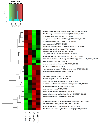 Figure 4: Differentially expressed genes detected in the ring stage of the P. 