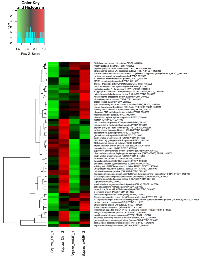 Figure 5:  Differentially expressed genes detected in the schizont stage of P. 