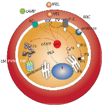 Figure 6:  Melatonin and cAMP pathway modulation during the asexual cycle of P. 