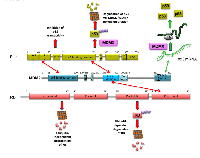 Figure 1: Schematic representation of MDM2, p53 and RB. 