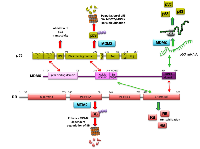 Figure 2:  Schematic representation of MDMX, p53 and RB. 