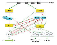 Figure 3:  Schematic representation of the p16Ink4a/RB/E2F1 and p14ARF/p53/MDM2/MDMX pathways. 