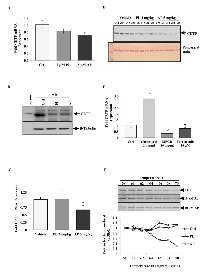 Figure 3:  CETP  expression is altered in response to cholesterol modulation. 