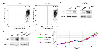 Figure 1: Pirh2 affects proliferation of H1299 cells. 