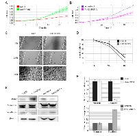 Figure  2:  Pirh2  enhances  the  migratory  potential  of  H1299  cells. 