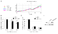Figure 3:  Pirh2 affects the resistance of H1299 cells to doxorubicin. 