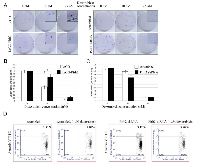 Figure 4:  Effect of Pirh2 on colony formation and apoptosis of H1299 cells treated with doxorubicin. 