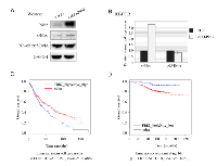 Figure 5:  Pirh2 augments c-Myc expression and correlates with poor survival of lung cancer patients. 