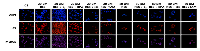 Figure 8:  Effects of Resveratrol on the Cellular Localization of p53. 