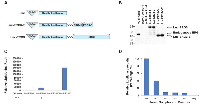 Figure 4:  Detection of ERG AAbs in the sera by luciferase immunoprecipitation systems (LIPS) assay. 