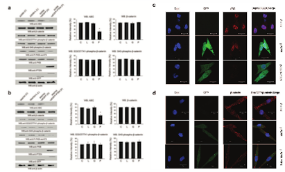 Figure 2:  PTEN re-expression decreases ABC protein levels in PTEN null A2058 cells.  C. 