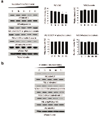 Figure 3:  Inhibition of PI3K with Wortmannin decreases ABC levels independently of β-catenin. 