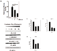 Figure  5:  Inhibition  of  PI-3  Kinase  pathway  decreases ABC  levels  and  transcriptional  activity  of  Wnt/β-catenin  pathway. 