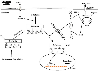 Figure 8:  Schematic representation of mechanisms regulating β-catenin and ABC. 